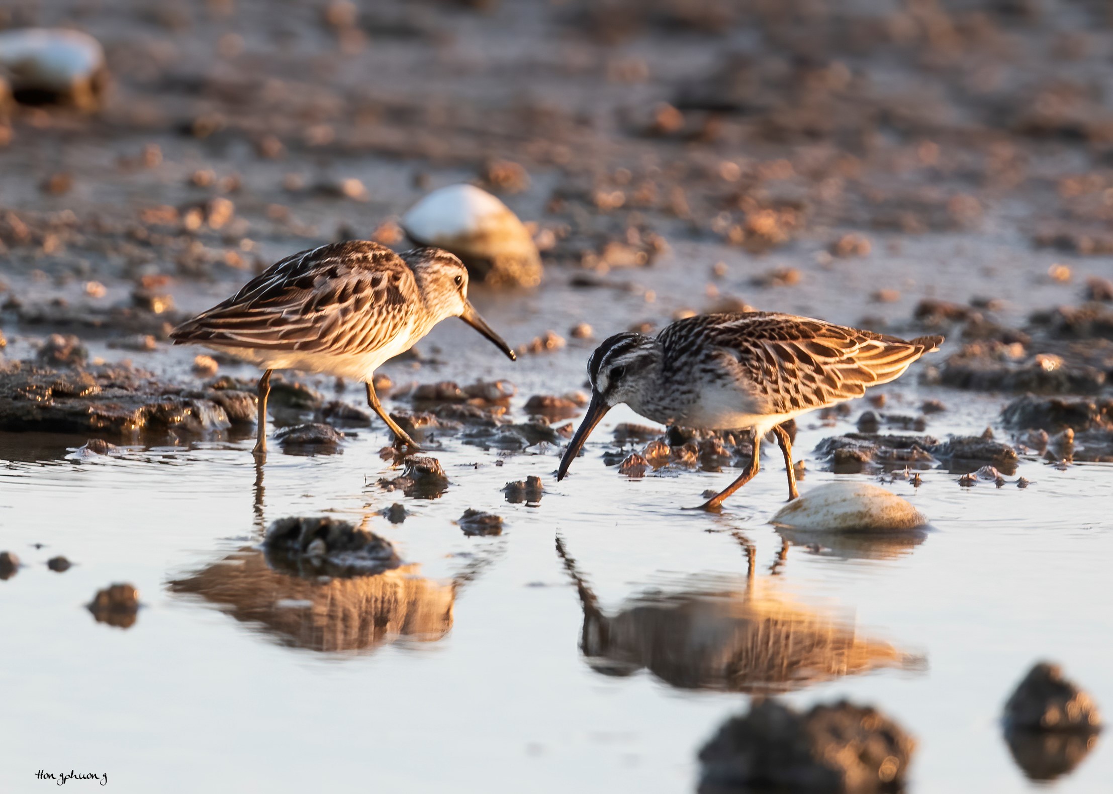Ghi nhận loài chim Rẽ mỏ rộng, tình trạng bảo tồn sắp nguy cấp tại Vườn quốc gia Bái Tử Long